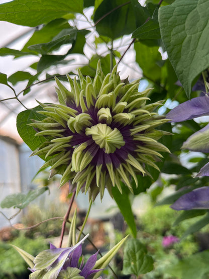 Clematis Taiga