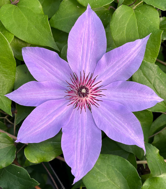 Clematis Blue Ravine