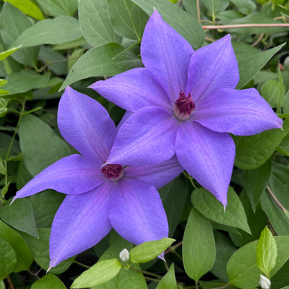 Clematis Dubysa