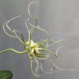 Clematis Elegant Rhythm