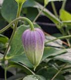 Clematis addisonii