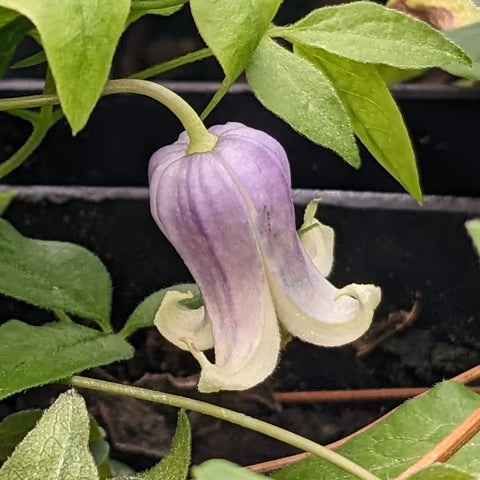 Clematis addisonii