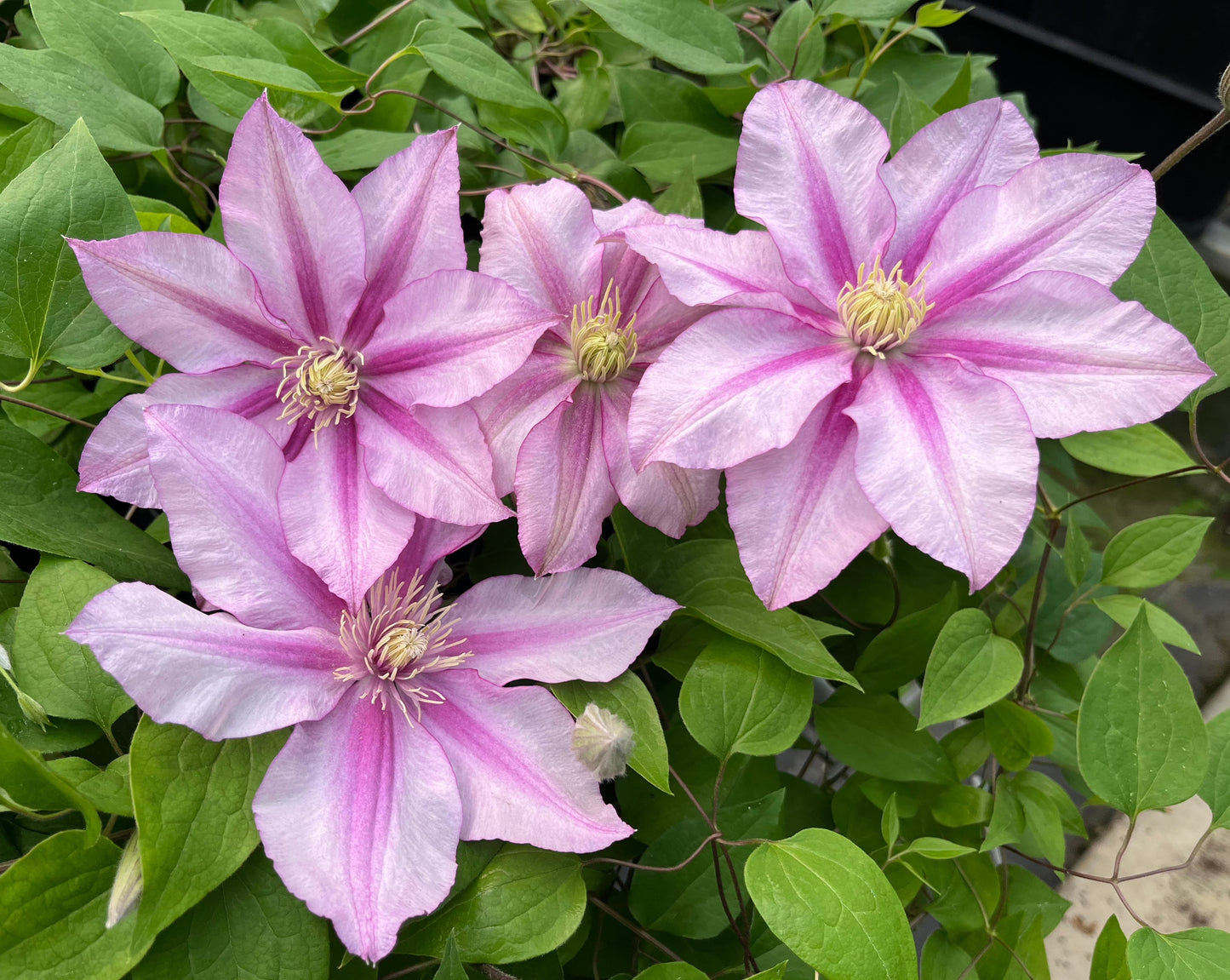 Clematis Lasting Love