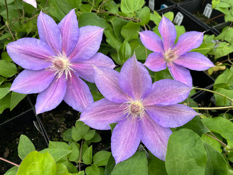 Clematis King Edward VII