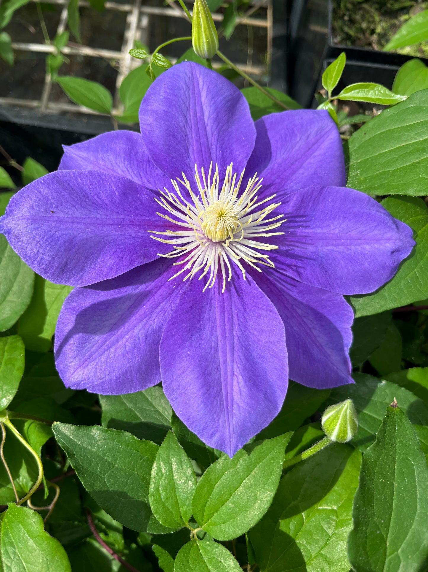 Clematis Duchess of Waverly