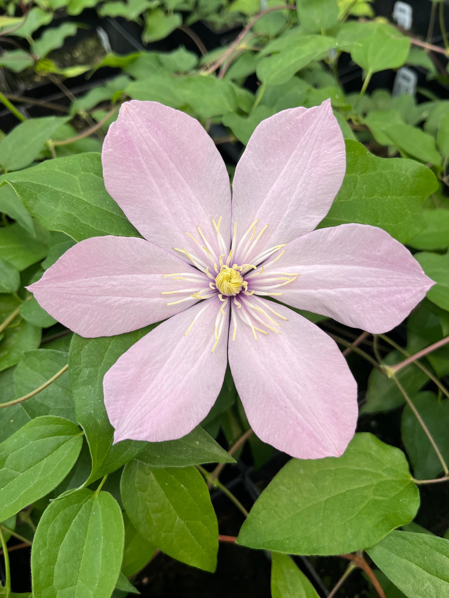 Clematis Ai-nor