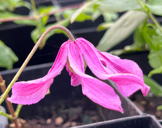 Clematis Pangbourne Pink