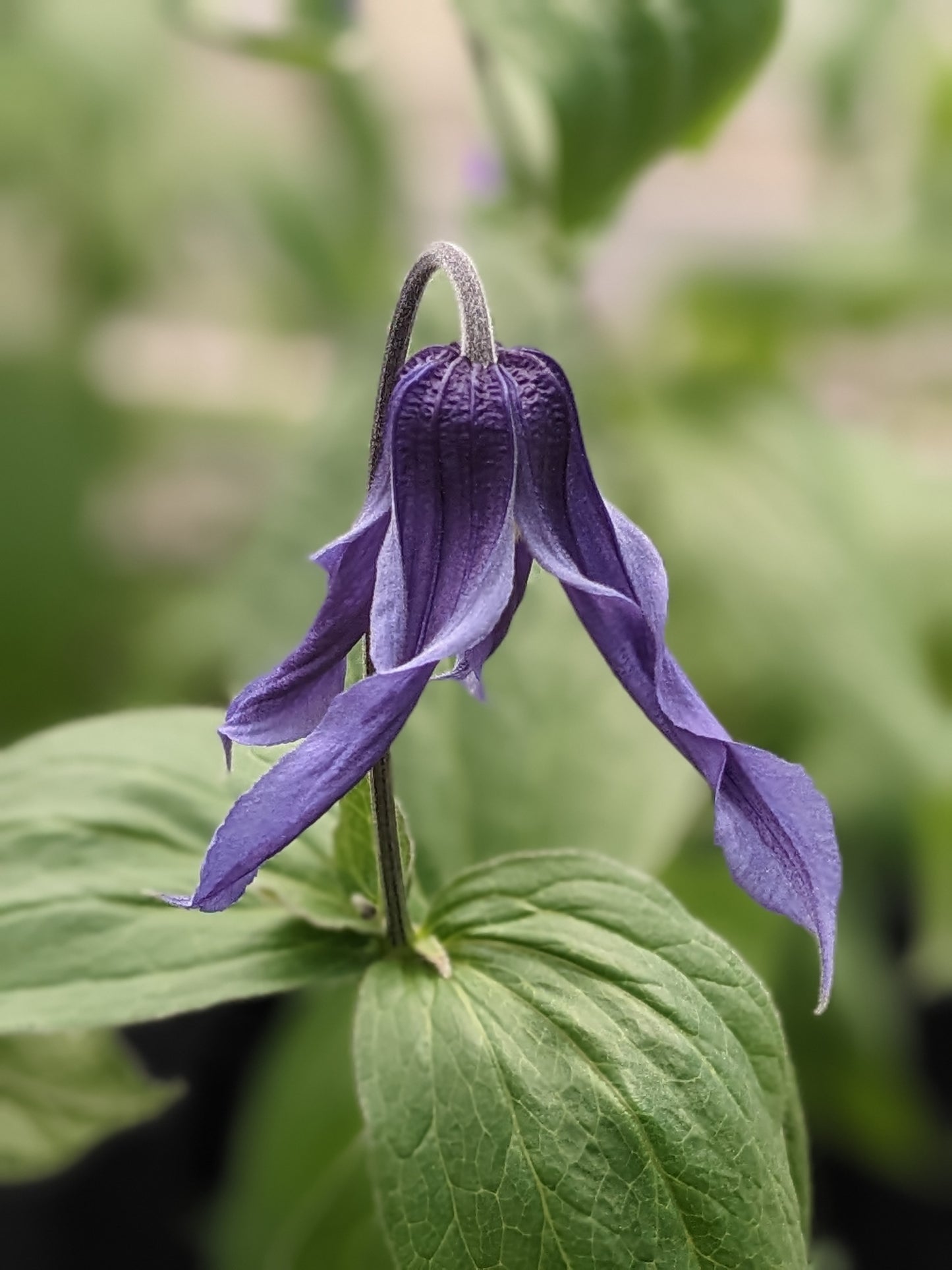 Clematis Elegant Rhythm