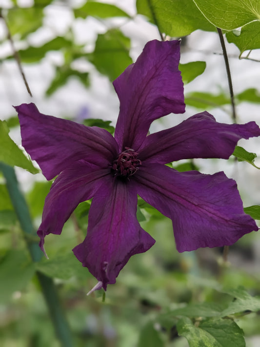 Clematis Honora