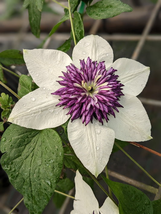 Clematis florida var. sieboldiana