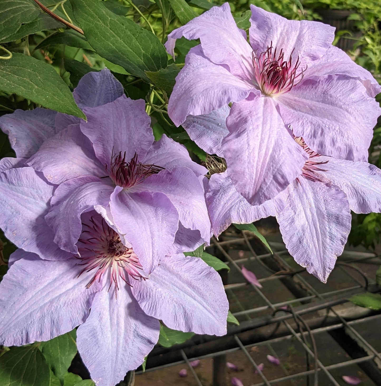 Clematis The First Lady