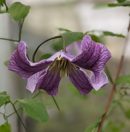 Clematis John Treasure