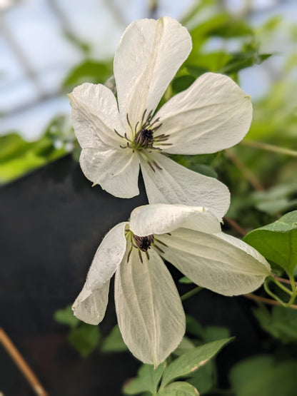 Clematis Maria Cornelia