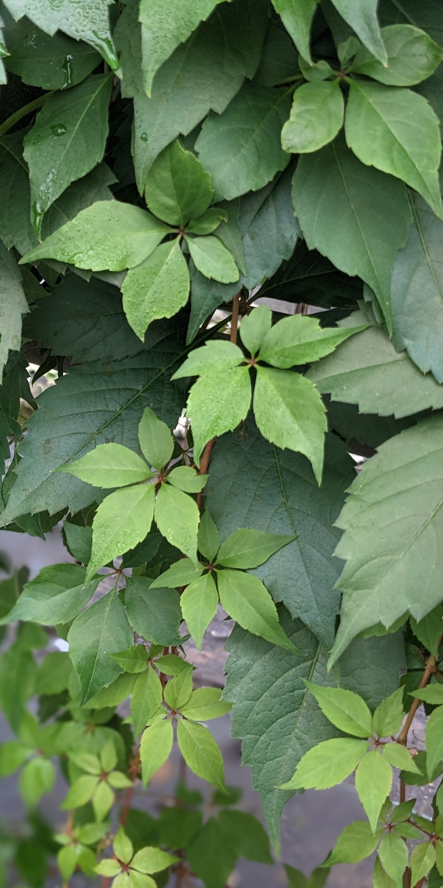 Parthenocissus quinquefolia Engelmannii