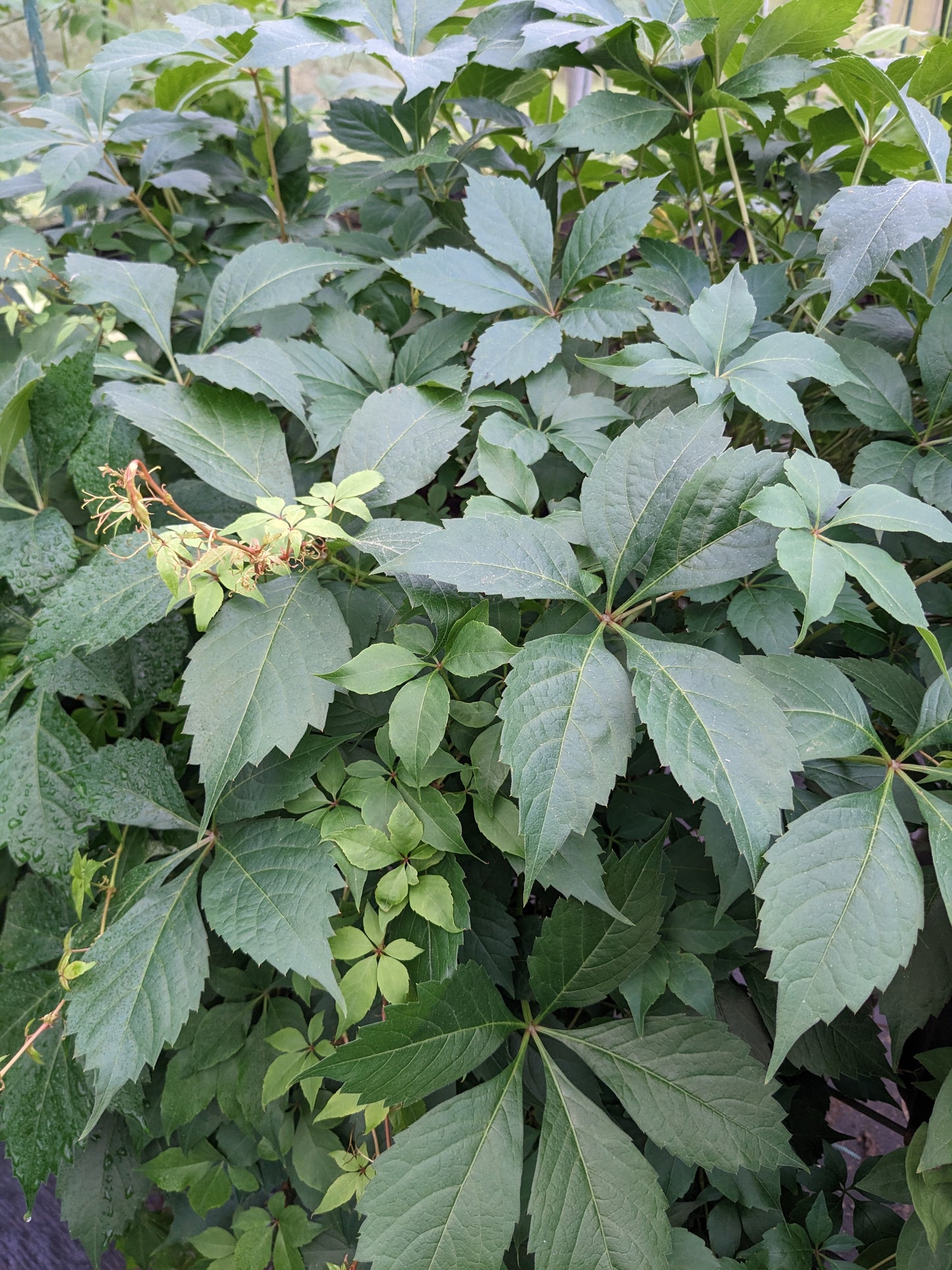 Parthenocissus quinquefolia Engelmannii