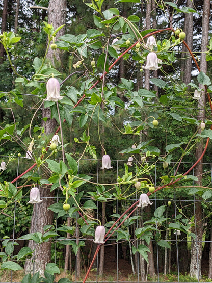 Clematis Kaiu