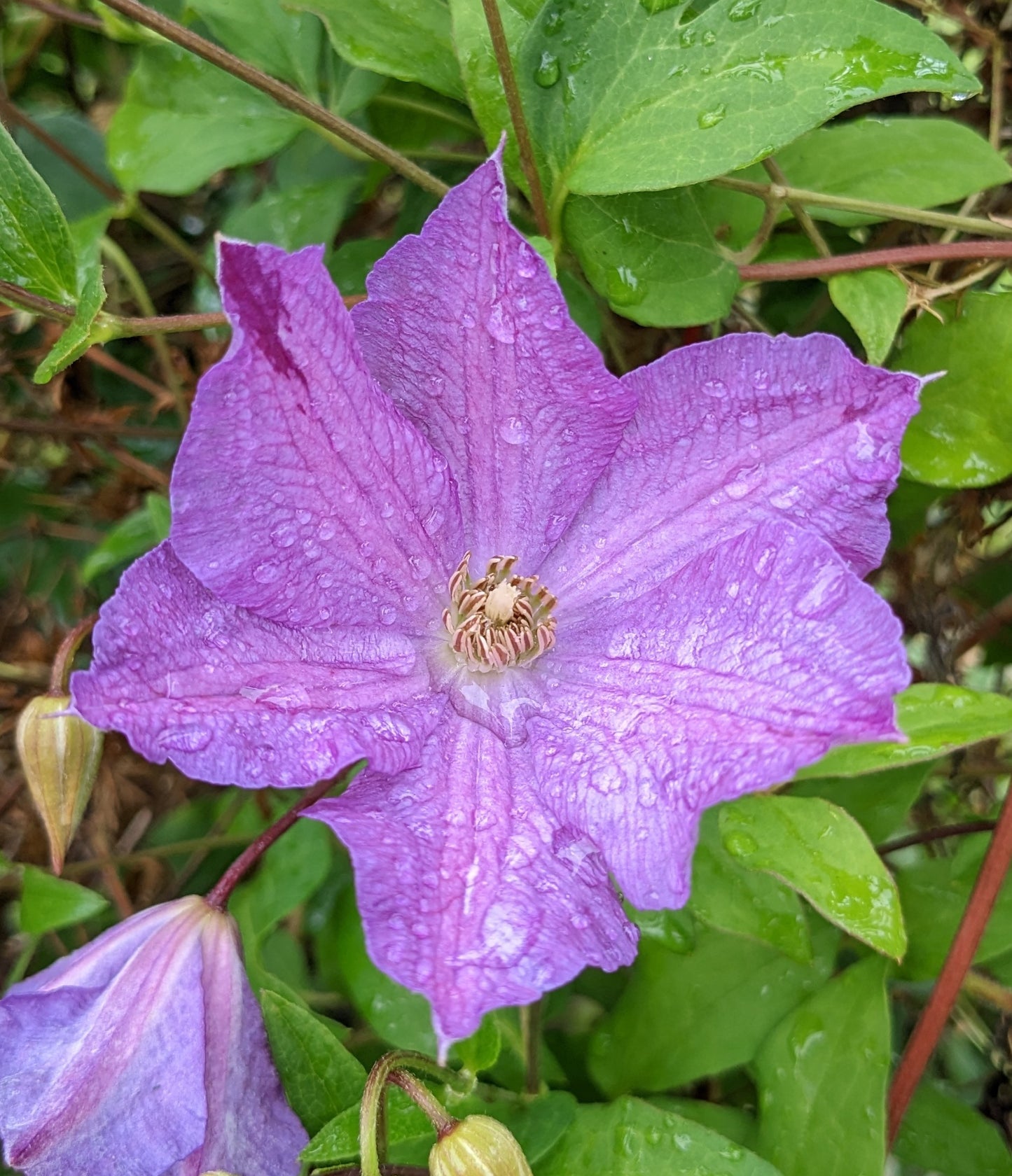 Clematis Solina