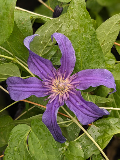 Clematis Sapphire Indigo