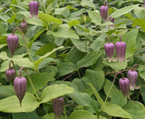 Clematis reticulata