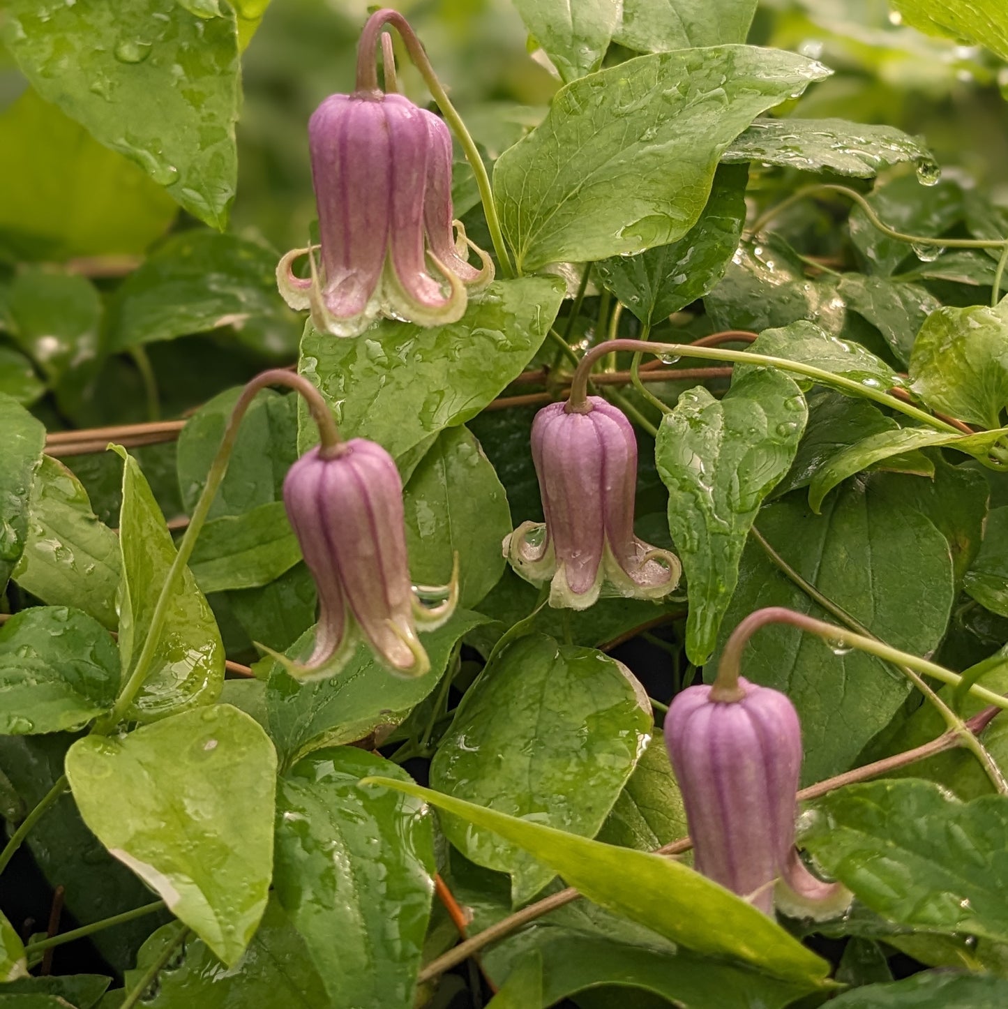 Clematis reticulata