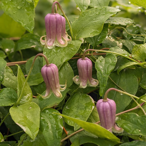 Clematis reticulata