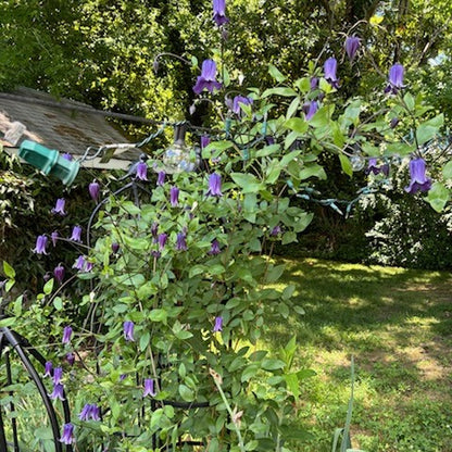 Clematis Bella Magnifica