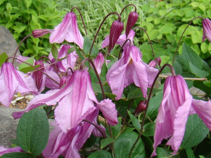 Clematis Alionushka