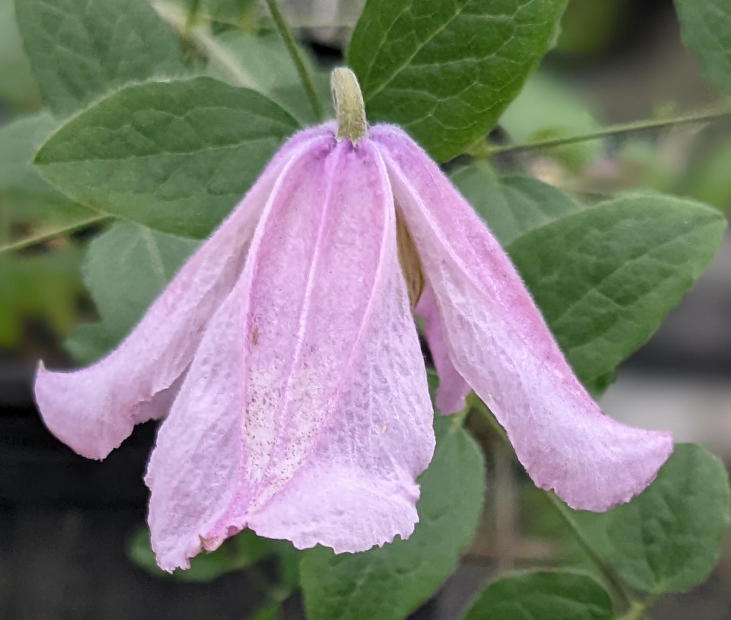 Clematis Carol Klein