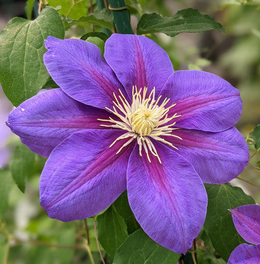 Clematis Duchess of Waverly