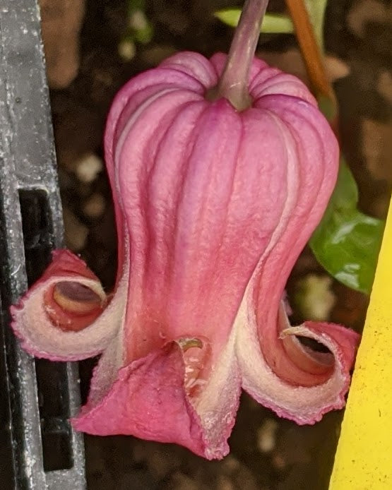 Clematis Tamakazura