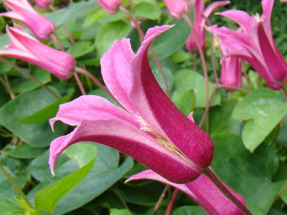 Clematis Princess Diana