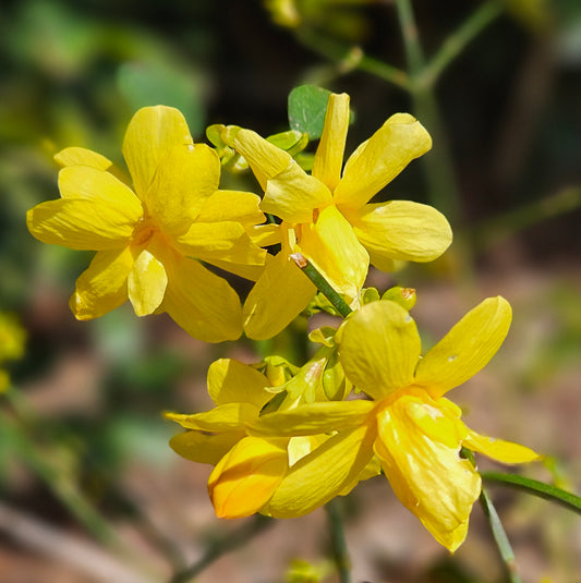 Jasminum Full Moon