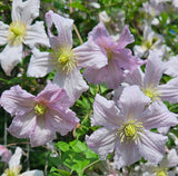 Clematis Entel