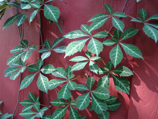 Parthenocissus henryana