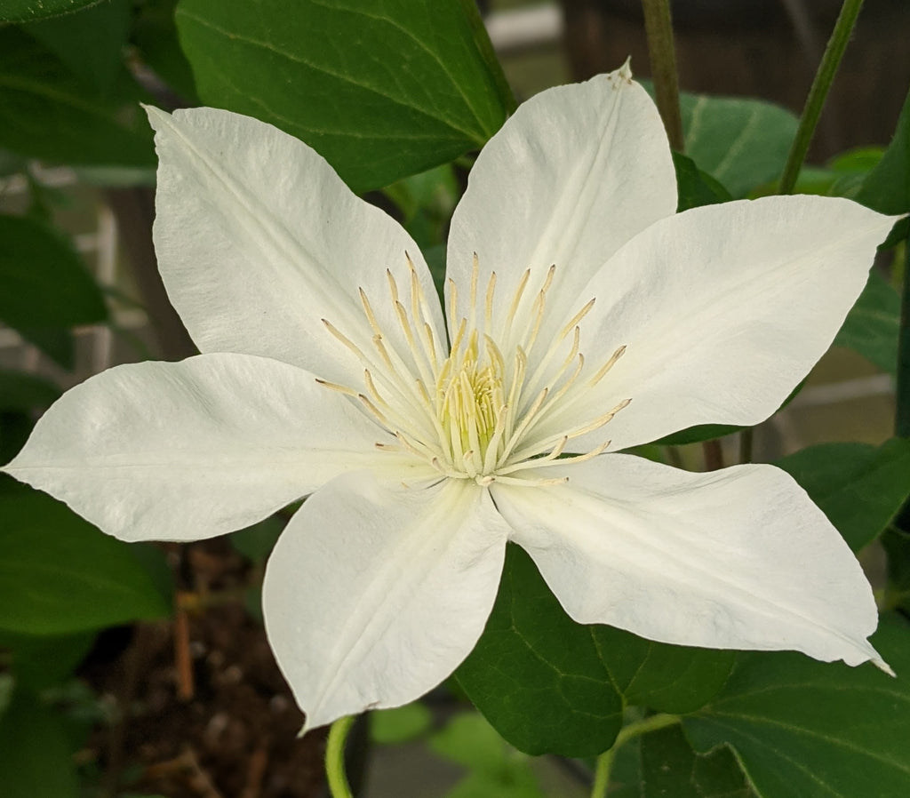 Clematis Baby Star | Brushwood Nursery, Clematis Specialists