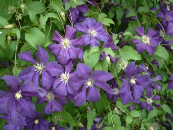 Clematis Aotearoa | Brushwood Nursery, Clematis Specialists