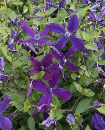 Clematis Aphrodite