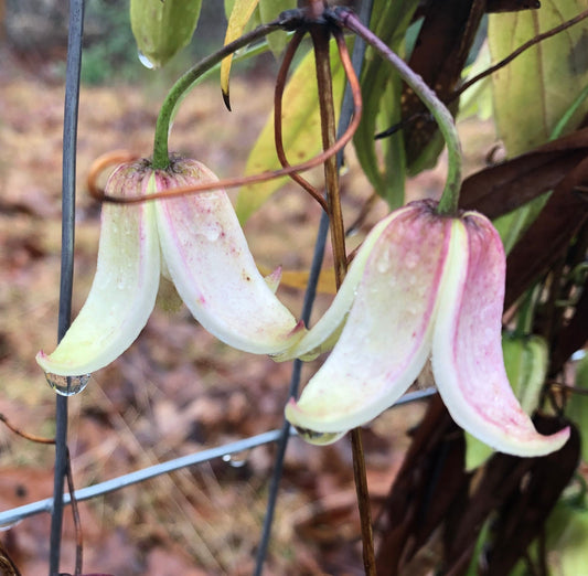 Clematis urophylla