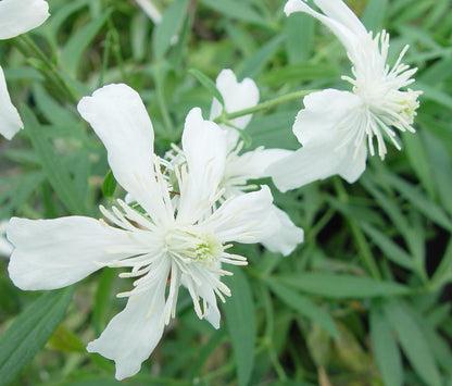 Clematis hexapetala