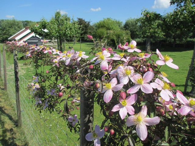 Clematis Jurry, Small Flowered Clematis - Brushwood Nursery, Clematis Specialists