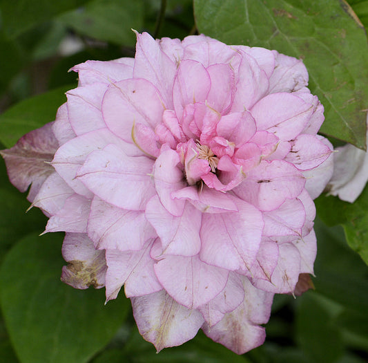 Clematis Innocent Glance, Large Flowered Clematis - Brushwood Nursery, Clematis Specialists