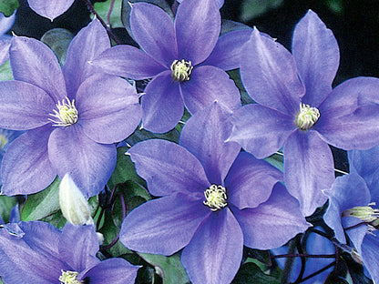 Clematis Lady Northcliffe, Large Flowered Clematis - Brushwood Nursery, Clematis Specialists