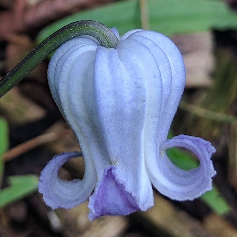 Clematis Saucy Alice, Small Flowered Clematis - Brushwood Nursery, Clematis Specialists