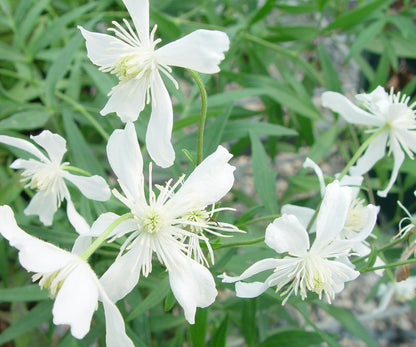 Clematis hexapetala