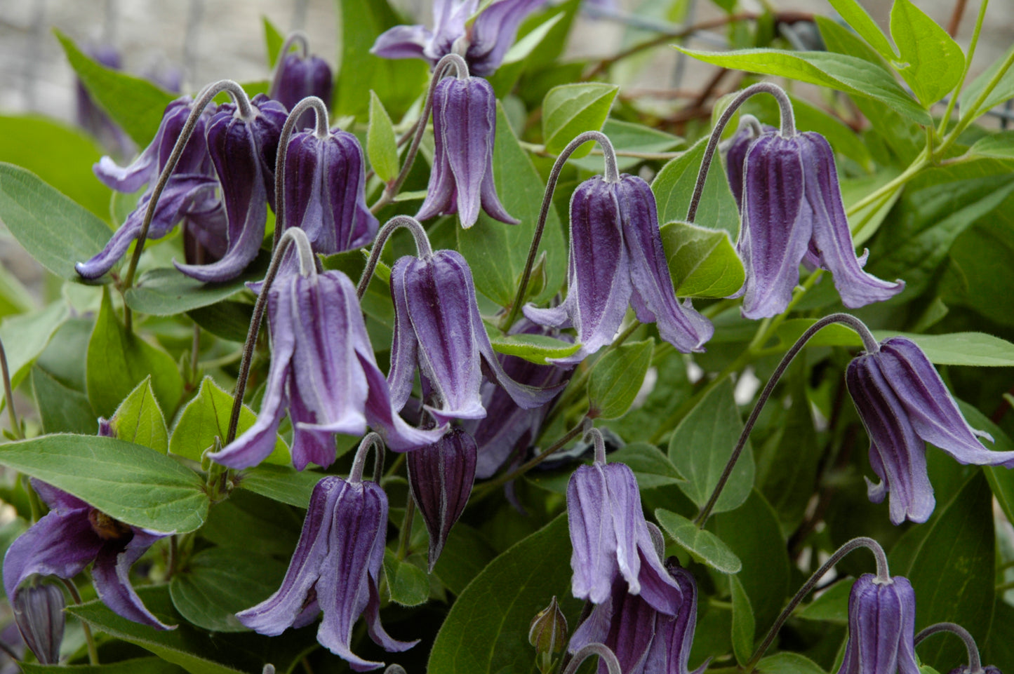 Clematis Sixten Widburg