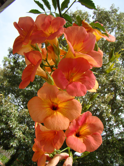 Campsis grandiflora Morning Calm