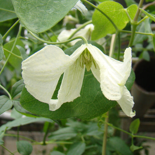 Clematis Hagelby White