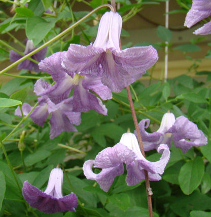 Clematis Betty Corning