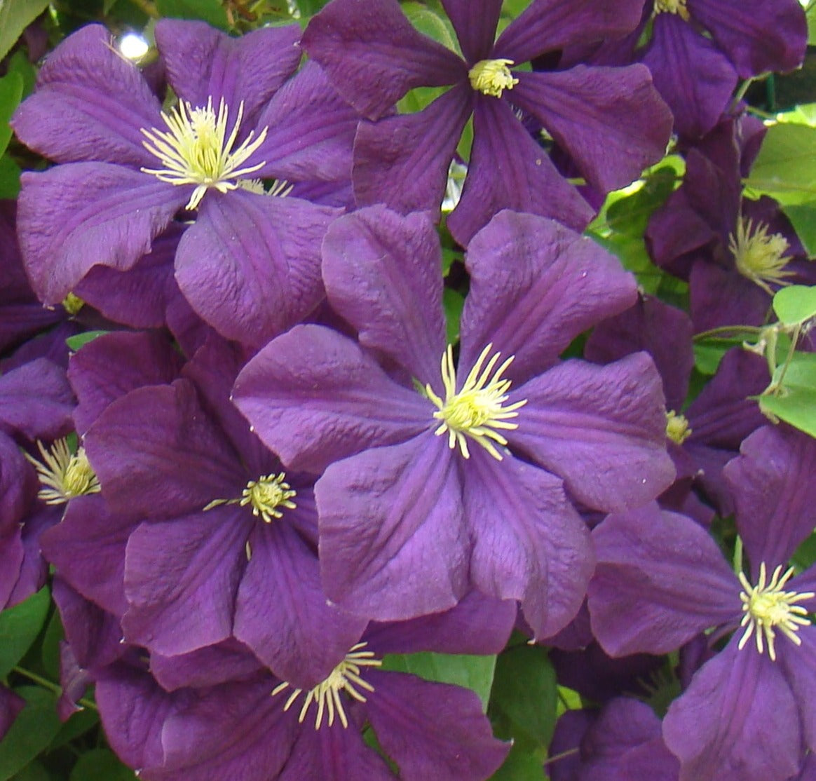 Clematis Etoile Violette