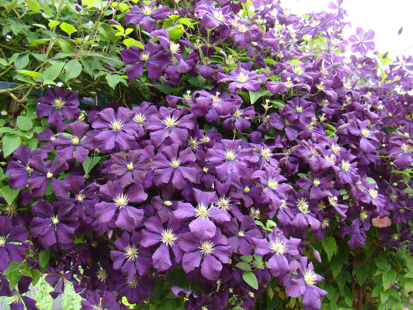 Clematis Etoile Violette